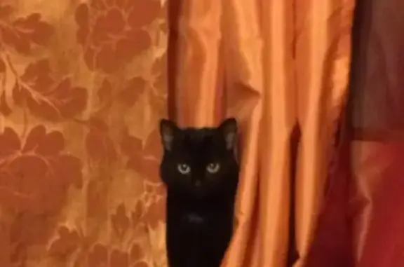 Кошки потеряшки, Санкт-Петербург, фото: Потеряшка кот на Среднем проспекте, дом 49