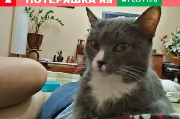 Потерянные животные Курган, фото: Пропала кошка в Кургане, кличка Катя