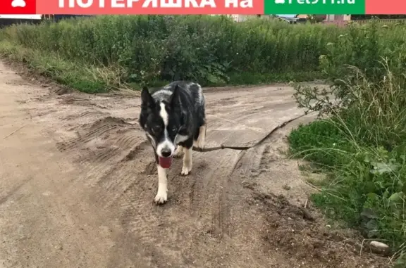 Собака с поводком найдена в Переславле-Залесском