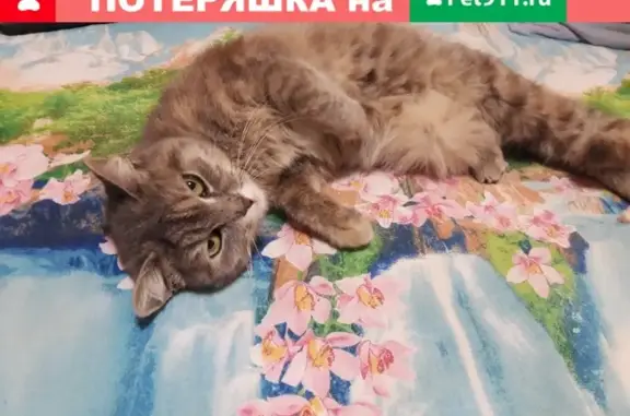 Потеряна кошка в Ижевске, Россия