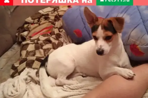 Пропала собака в Красноярске #кличрегион24