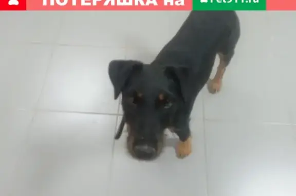Найден щенок Терьера на ул. А.Аббасова, Казань