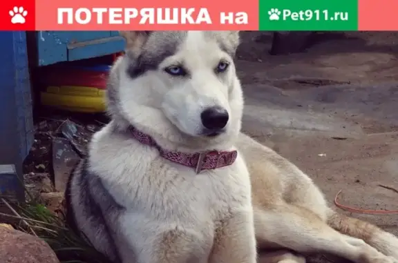 Пропала собака Майя в Бокситогорске