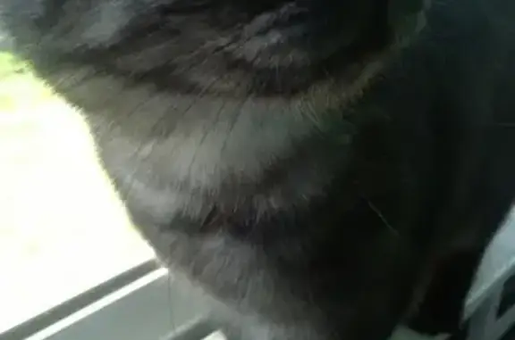 Кошки потеряшки, Киров, фото: Потеряшка кошка ИРМА на Шаляпина 1, Киров.