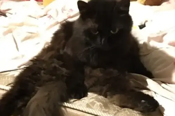 Кошки потеряшки, Саранск, фото: Потеряшка кот в Берсеневке, ищем Бусю!