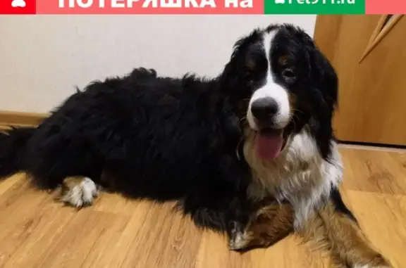 Найдена собака на дороге Хвалово-Воскресенское, Лен. обл.
