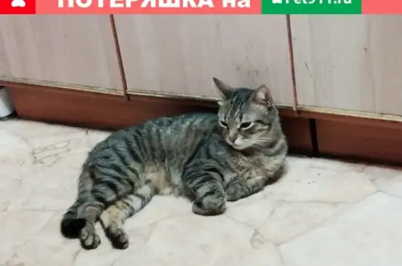 Пропал кот в Обнинске, помогите найти!
