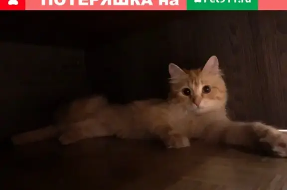 Найден рыжий кот на К. Маркса 16 в Тольятти