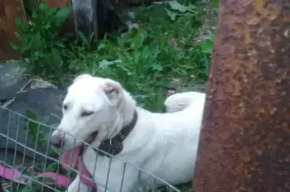 Найдена собака в Кузнецке, Пензенская область