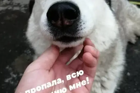 Пропала собака в Ростовской области, звоните!