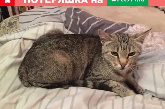 Найдена кошка на ул. Озерная, Великий Новгород