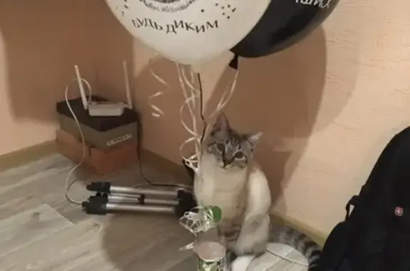 Пропал кот Симба на ул. Дизайнеров, 9а в Томске