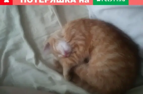 Кошки потеряшки, Москва, фото: Потеряшка кошка в Москве на Загорьевском проезде (17к1)