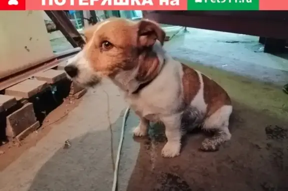 Собака породы Джек Рассел найдена в Подольске на Силикатной