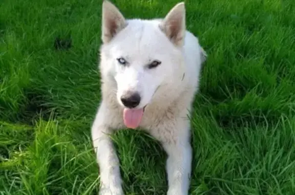 Найдена собака в деревне Косторята, Пермский край