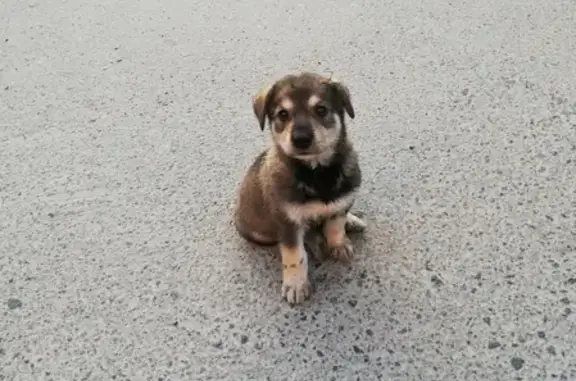 Найден щенок без жилья в Тюмени, район Строймаш