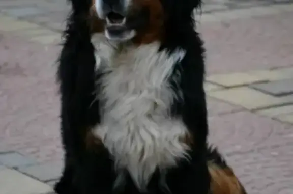 Пропала собака в районе КП Князево, Денисьево, Борисьево, Московская область
