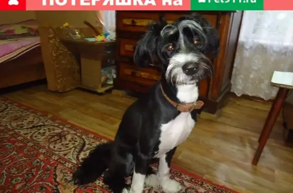 Собаки потеряшки, Нижний Новгород, фото: Потеряшка собака в Н. Новгороде, мкр Молитовка