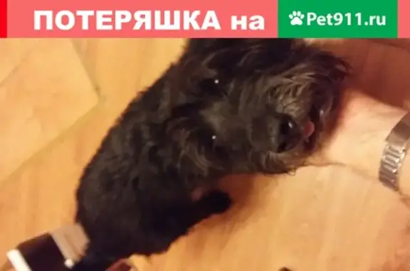Пропала собака в Барнауле: кобель, 10 лет, без ошейника на пл. Октября 13.07, откликается на 