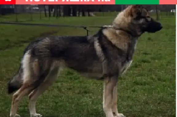 Найдена собака на Биокомбинате рядом с Щелково