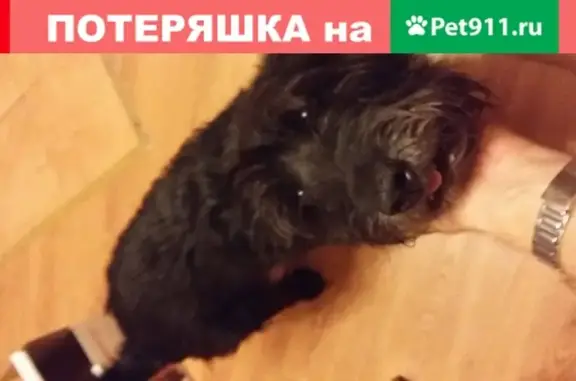 Пропала собака в Барнауле: кобель, 10 лет, без ошейника, район пл. Октября 13.