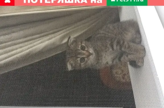 Пропала кошка в Чеченской Республике, село Новые-Атаги