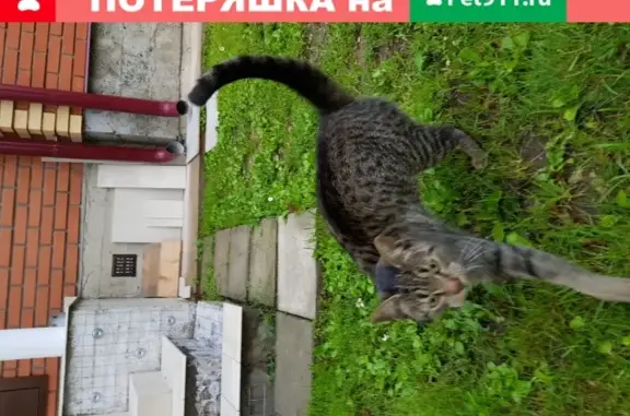 Найдена серая полосатая кошка на ул. Коммунальник