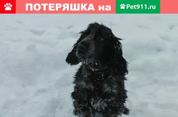 Пропала собака в Шебалинском районе, вознаграждение.