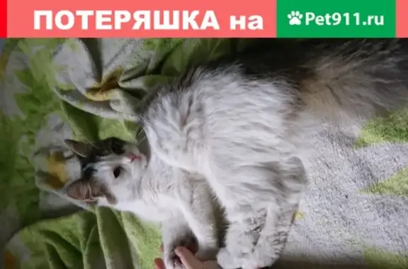 Ласковая кошка найдена у ул. Чайковского