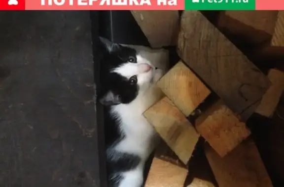 Кошка с котятами ищет дом в Можайске