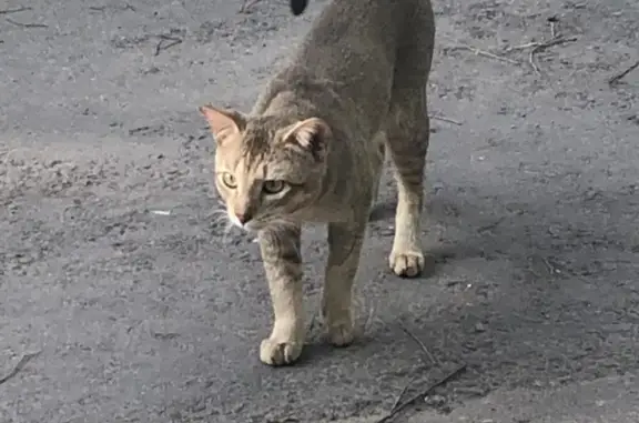 Пропал кот породы Чаузи в д.Жуковка, Одинцовский район
