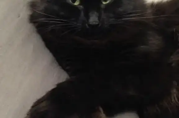 Кошки потеряшки, Москва, фото: Потеряшка кошка на Новомарьинской 5к1, Москва