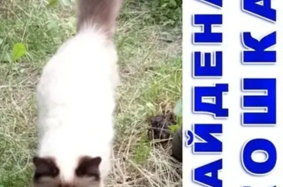 Найдена кошка в Ново-Ленино, Иркутск