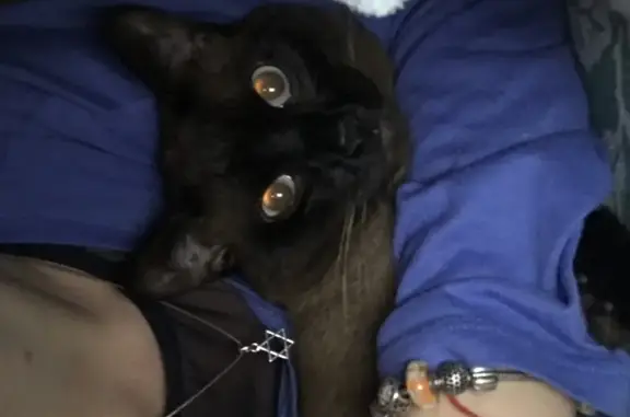 Кошки потеряшки, Москва, фото: Потеряшка тайская кошка на Братиславской, Москва 15к2