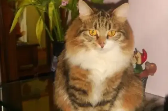 Кошки потеряшки, Москва, фото: Потеряшка кошка Лаврик по адресу г. Москва, ул. Коломенский проезд, д. 21.