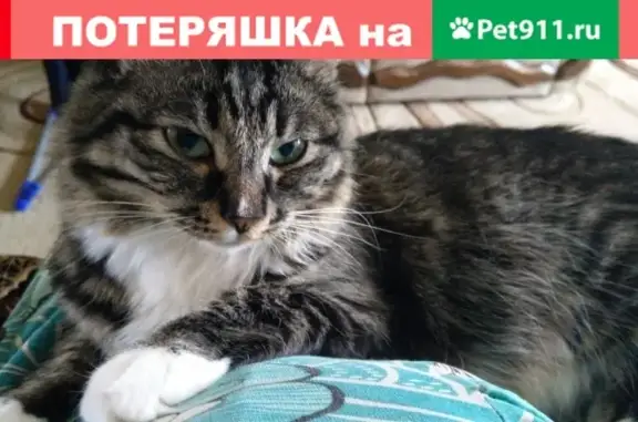 Пропала кошка на улице Чкалова, 44 (Чита)