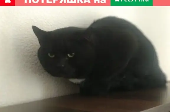 Найден черный кот с белым пятнышком на Проспекте Славы 35 к1