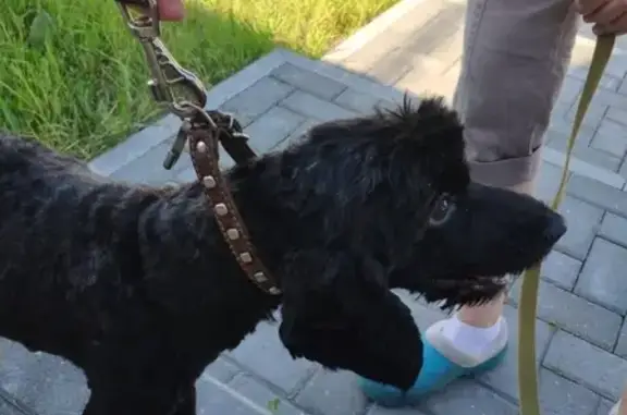 Найдена собака в Ожогино, Патрушево