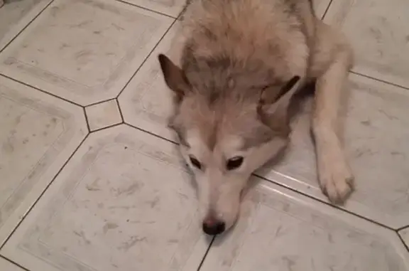 Найденные животные Москва, фото: Найдена ласковая собака в Узком, Ясенево