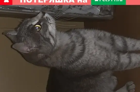 Найдена серо-бежевая кошка в Тропаревском парке