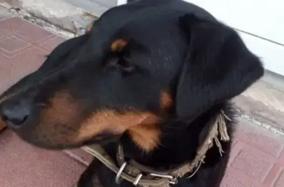 Собака найдена в Самаре, Россия