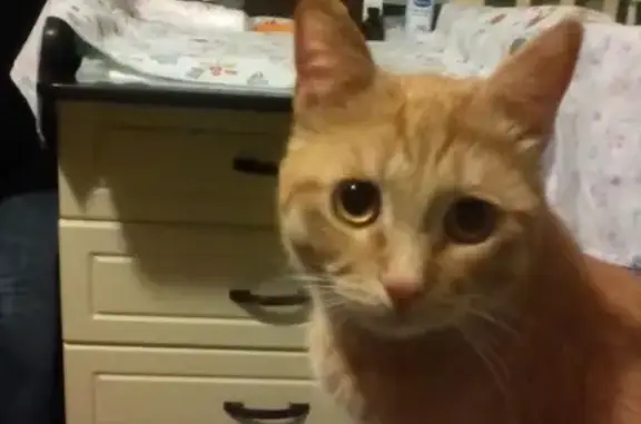 Кошки потеряшки, Москва, фото: Потеряшка рыжий кот в Бусиново, Москва