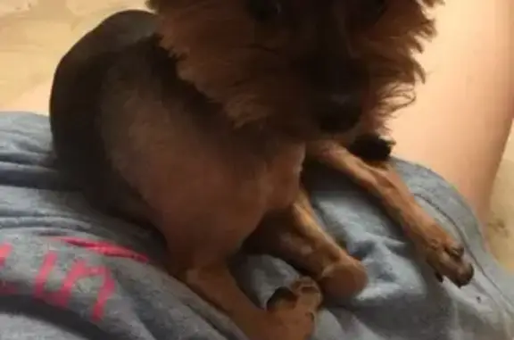 Собаки потеряшки, Москва, фото: Потеряшка собака Миша в Москве на 1-м Саратовском проезде