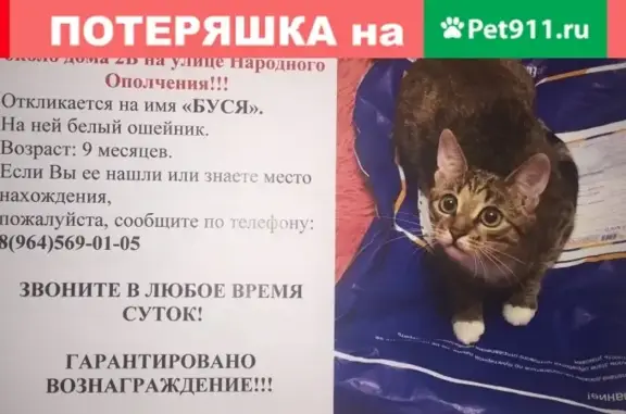 Пропала кошка в Красногорске, МО, Россия
