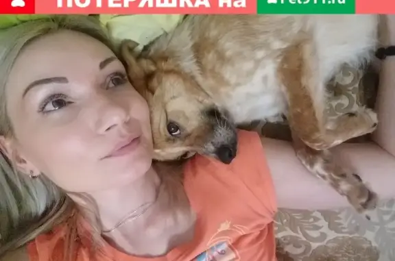 Пропала собака в Лазаревском, ул. Калараш
