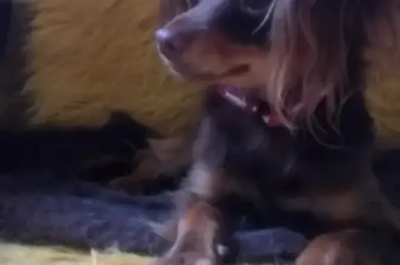 Найдена собака, Москва, фото: Найдена собака в с. Былово, Москва