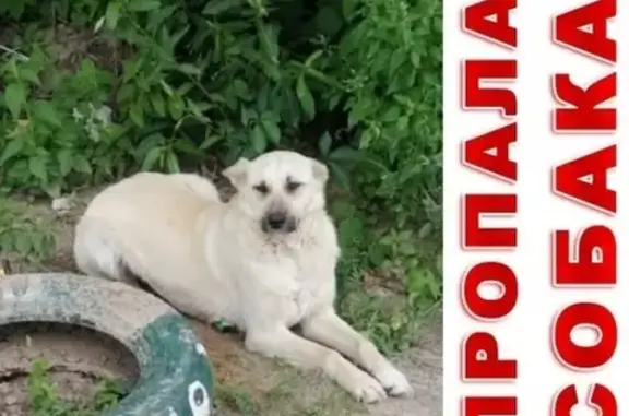 Пропала собака в Чеховском районе - СРОЧНО!
