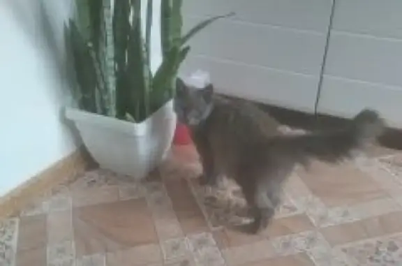 Найдена кошка в Раменском сиреневом ошейнике