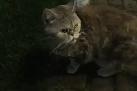 Найдена кошка в Шувалово, Большая Озёрная, 100