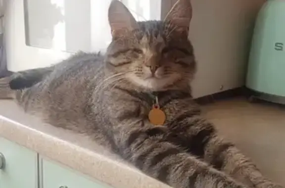 Потерянные животные Москва, фото: Пропал кот Марс с дачи в Московской области, вознаграждение 10.000 рублей!